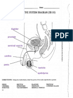 Lila Kieley - Male Reproductive System