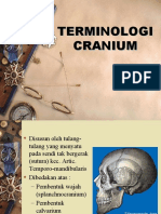 Terminologi Cranium