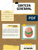 Corteza cerebral: estructura, funciones y áreas corticales principales