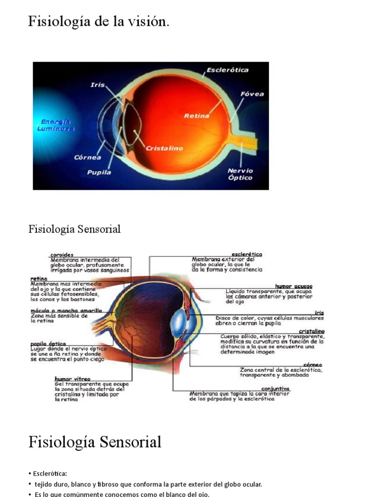 Fisiologia De La Visión 1 Pdf Color Percepción Visual