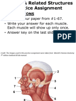 Muscles & Structures Practice Assignment PDF