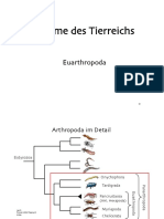 Stämme Des Tierreichs: Euarthropoda