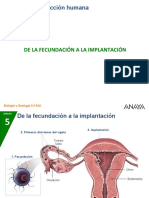 Fecundación a implantación proceso reproducción humana