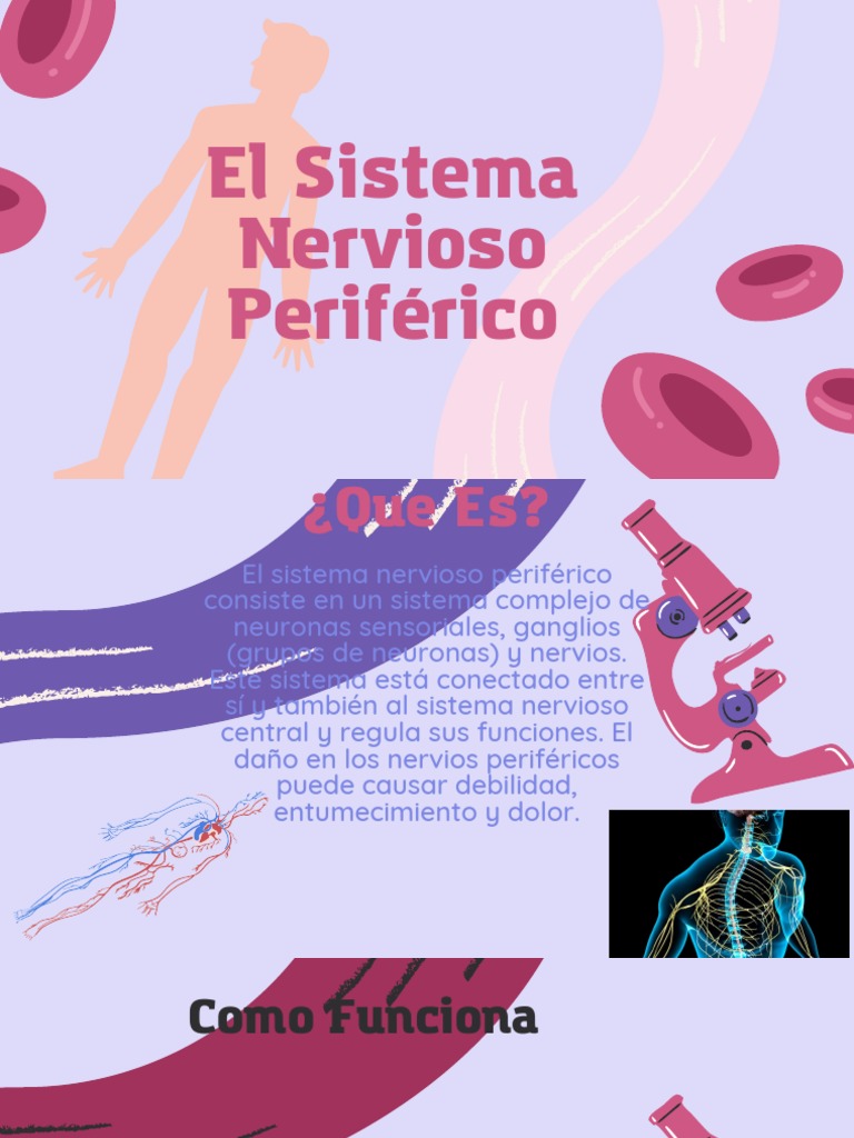 Introducción al Sistema Nervioso Periférico | PDF
