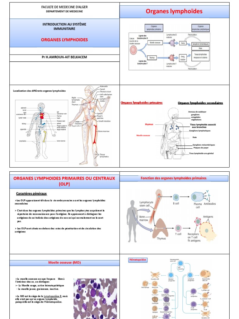 Sur Un Schéma Fourni Situer Anatomiquement Les Différents Organes Lymphoïdes 2 - Organes Lymphoïdes | PDF | Lymphocyte T | Thymus (anatomie)