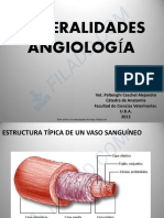 Angio Anato 1
