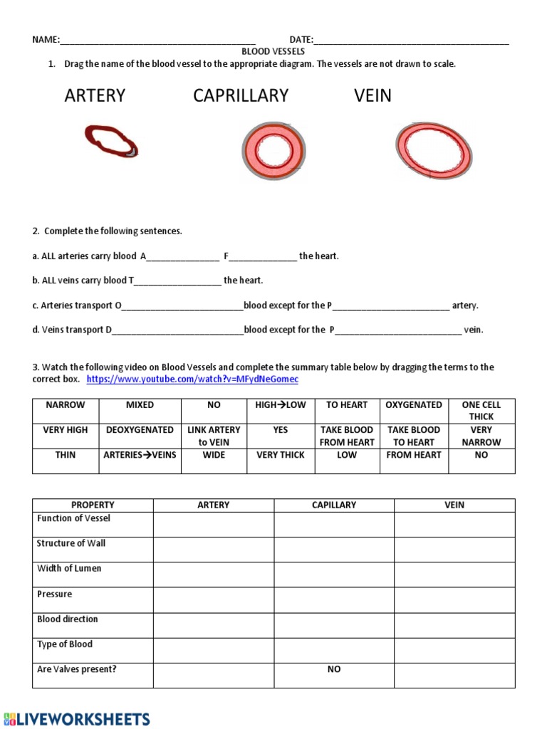 Blood Vessels | PDF | Artery | Vein