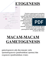 GAMETOGENESIS-WPS Office