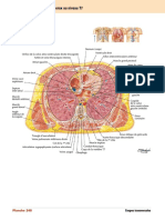 Coupe Transversale Du Thorax Au Niveau T7