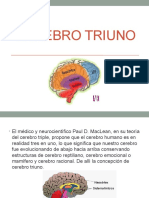 Cerebro Triuno. Imagen