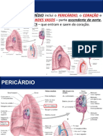 07 - Sistema Cardiovascular - Coração Direito