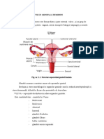 Anatomia Aparatului Genital Feminin