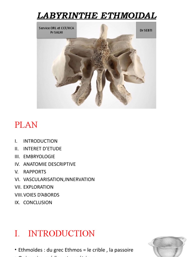 Labyrinthe Ethmoidal PDF Système squelettique Tête et cou chez l
