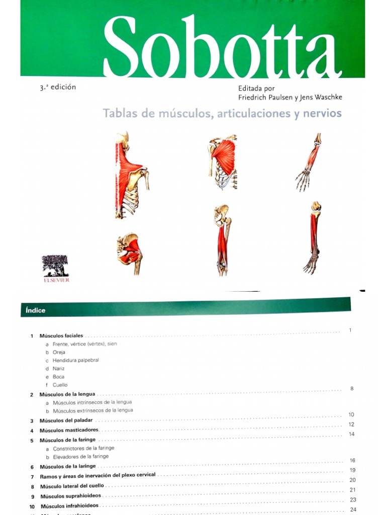 Sobotta Tablas Musculos PDF | PDF