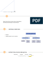 Apresentação - Plexo Braquial PDF