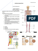 Sistema Esquelético