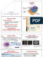 Bio 006 Adn Replication