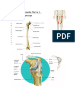 Piernas 2.docx