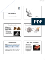 001-Casco Equino PDF
