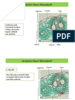 Anatomi Daun Monokotil