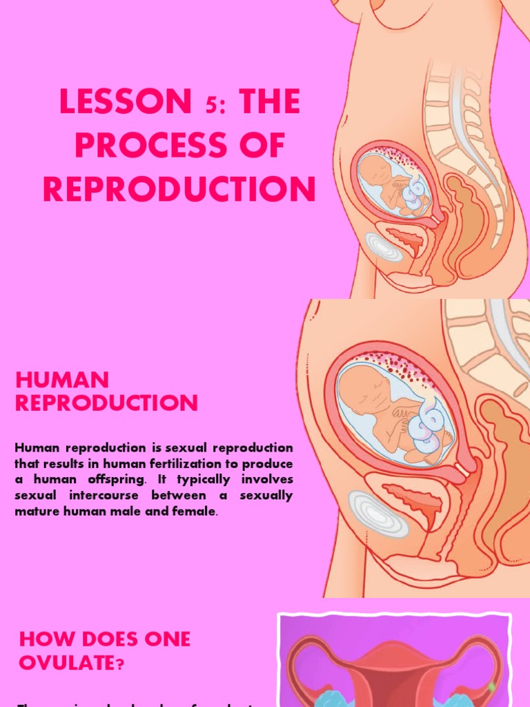 Process of Reproduction | PDF | Human Reproduction | Menstrual Cycle