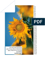 sunflower_cissp_layout_fixed