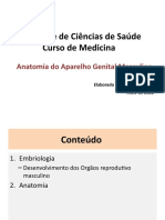 Anatomia Do Aparelho Genital Masculino 2.1