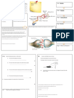 Reflex-Action Summary WS