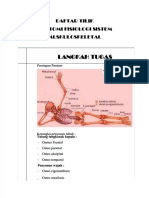 Anatomi Fisiologi Muskuloskeletal PDF