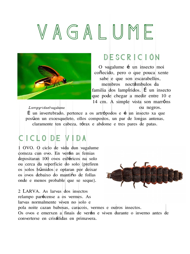 Vagalume | PDF