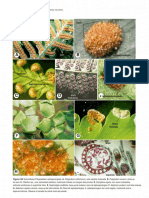 Evolução e diversidade das plantas vasculares