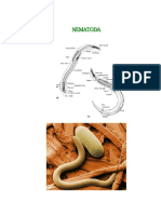 Makalah NEMATODA-WPS Office PDF
