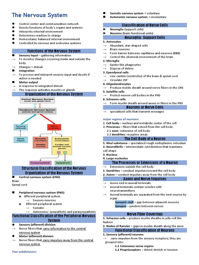 Overview of the Nervous System Functions | PDF | Axon | Neuron