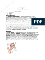 Musculos Generalidades 1 PDF