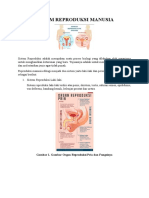 Sistem Reproduksi Manusia