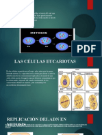 La replicación del ADN y las fases clave de la mitosis