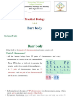 Barr Body Lab.4 PDF