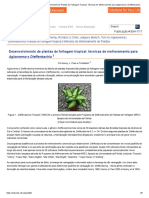 Polinização de Flor de Aglaonema e Diffenbachia