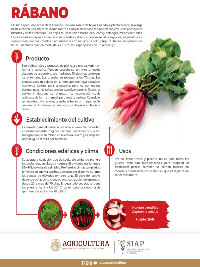 Rabano | PDF | Plantas | Botánica