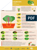 Cultivo de Acelga PDF