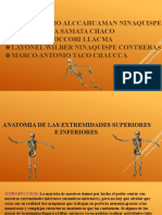 Grupo 3 - Enfermeria Tecnica - I Ciclo - Turno Noche - Anatomia de Las Extremidades Inferiores y Supeiores