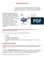 El Sistema Nervioso