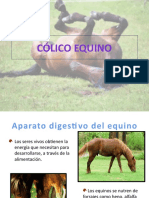 Colico Equino