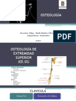 Osteologia 2