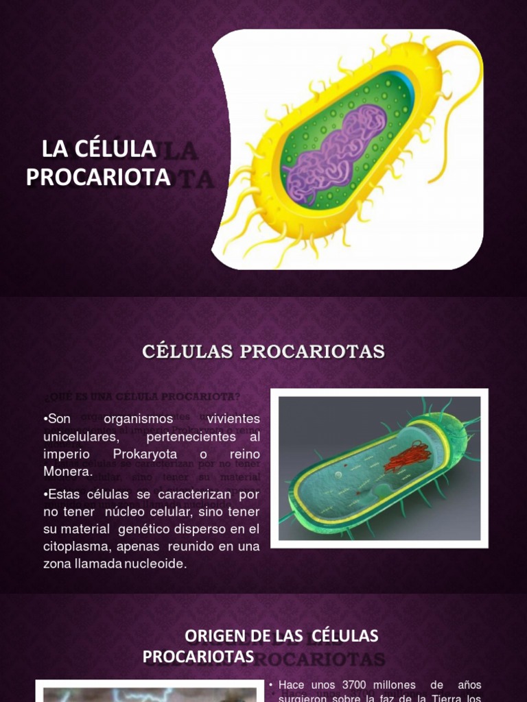 Celula Procariota PDF | PDF | Las bacterias | Biología Celular)