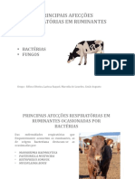 Afecções Respiratórias em Ruminantes Bactéria e Fungo