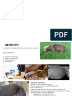 Manejo Reproductivo Caninos Parte 2 PDF