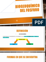 Ciclo Biogeoquímico Del Fosforo