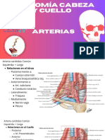 Anatomía Cabeza y Cuello PDF