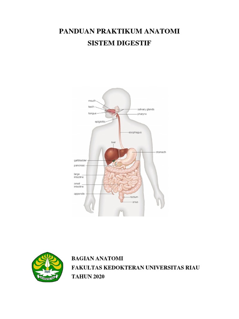 Sistem Digestif: Panduan Praktikum Anatomi untuk Mahasiswa Fakultas